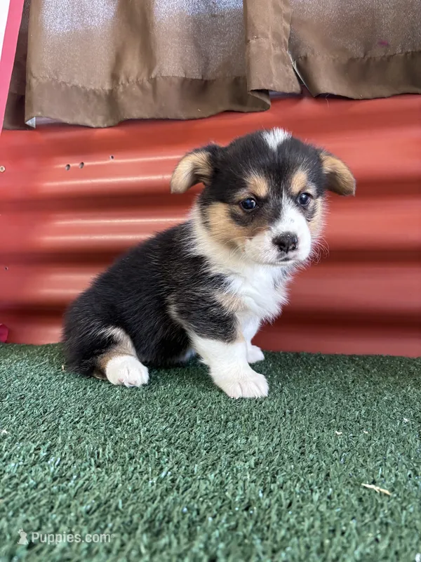 Alicia  – Pembroke Welsh Corgi puppy for sale in Ceres, CA