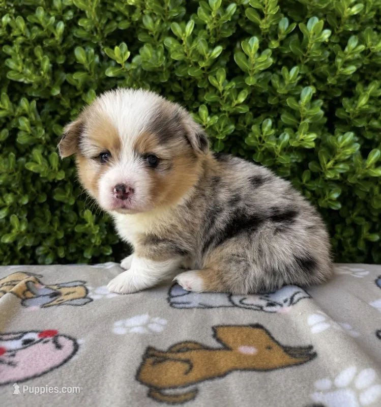 Jack – Pembroke Welsh Corgi puppy for sale in Ceres, CA