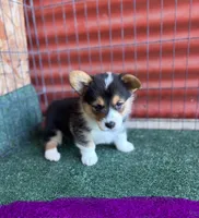 Alicia , a female Pembroke Welsh Corgi for sale in Ceres, CA – 2 of 2