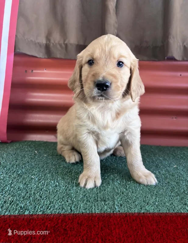 Joe – Golden Retriever puppy for sale in Ceres, CA