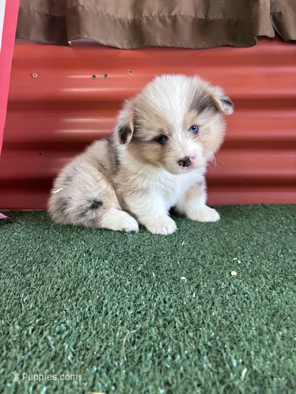 Jack – Pembroke Welsh Corgi puppy for sale in Ceres, CA