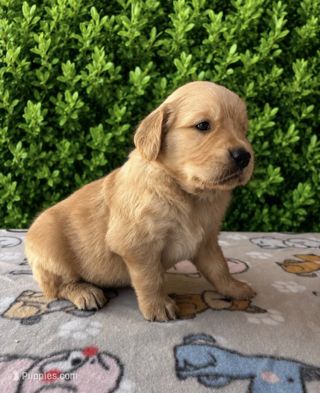 Crystal, a female Golden Retriever for sale in Ceres, CA – 1 of 1