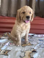Sissy, a female Golden Retriever for sale in Ceres, CA – 1 of 4