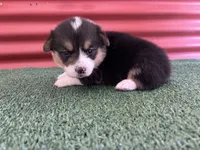 Alicia , a female Pembroke Welsh Corgi for sale in Ceres, CA – 2 of 2
