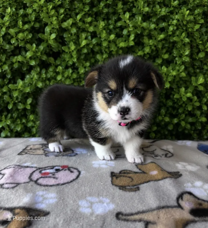 Alicia  – Pembroke Welsh Corgi puppy for sale in Ceres, CA
