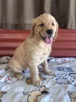 Sissy, a female Golden Retriever for sale in Ceres, CA – 4 of 4