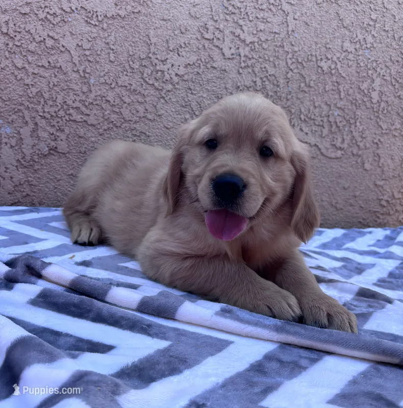 Joe – Golden Retriever puppy for sale in Ceres, CA