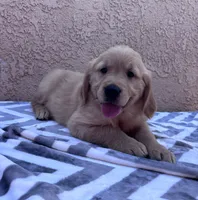 Joe, a male Golden Retriever for sale in Ceres, CA – 2 of 5
