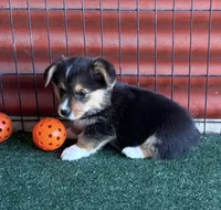 Timmy, a male Pembroke Welsh Corgi for sale in Ceres, CA – 2 of 2