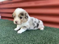 Jack, a male Pembroke Welsh Corgi for sale in Ceres, CA – 2 of 2