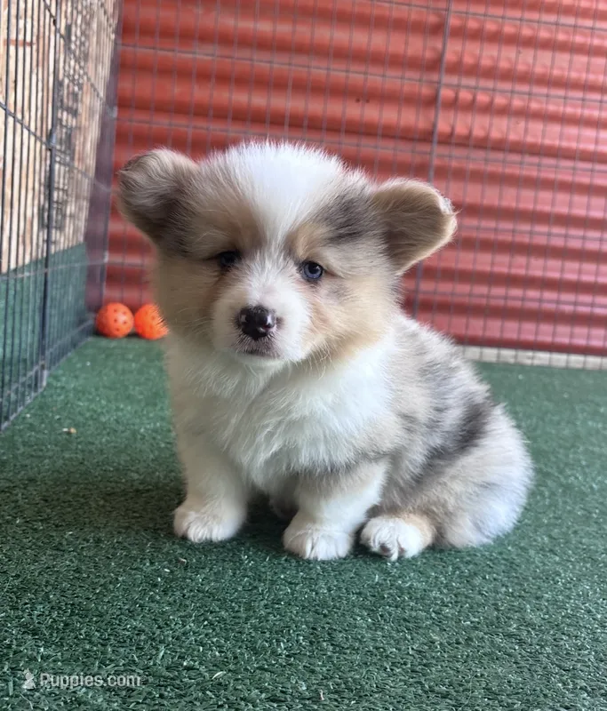 Jack – Pembroke Welsh Corgi puppy for sale in Ceres, CA
