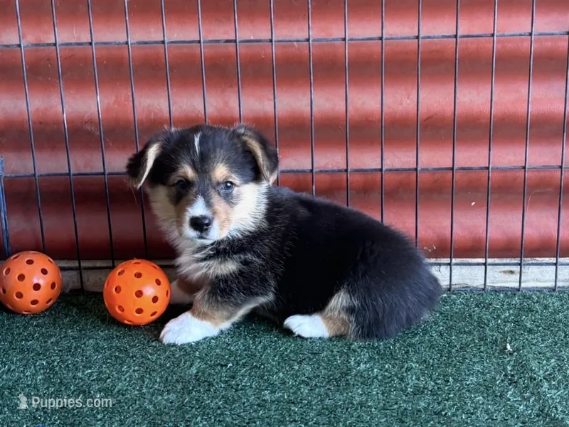 Timmy – Pembroke Welsh Corgi puppy for sale in Ceres, CA