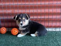 Timmy, a male Pembroke Welsh Corgi for sale in Ceres, CA – 1 of 2