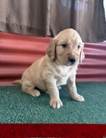 Joe, a male Golden Retriever for sale in Ceres, CA – 2 of 2
