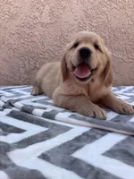 Joe, a male Golden Retriever for sale in Ceres, CA – 3 of 5