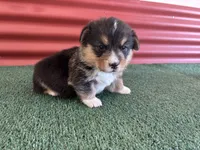 Timmy, a male Pembroke Welsh Corgi for sale in Ceres, CA – 2 of 2