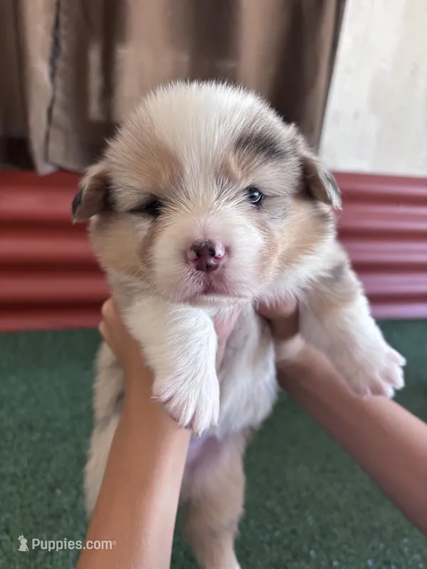 Jack – Pembroke Welsh Corgi puppy for sale in Ceres, CA