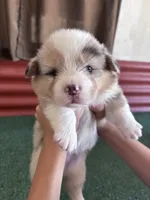 Jack, a male Pembroke Welsh Corgi for sale in Ceres, CA – 1 of 2