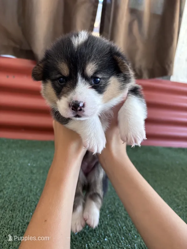 Alicia  – Pembroke Welsh Corgi puppy for sale in Ceres, CA