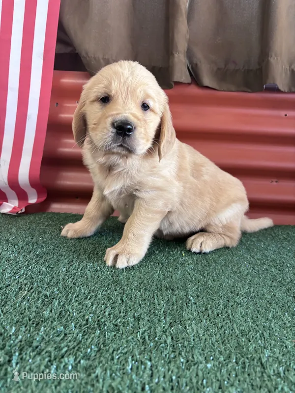 Sissy – Golden Retriever puppy for sale in Ceres, CA