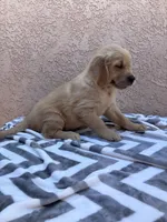 Joe, a male Golden Retriever for sale in Ceres, CA – 5 of 5