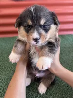 Timmy, a male Pembroke Welsh Corgi for sale in Ceres, CA – 1 of 2