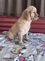 Sissy, a female Golden Retriever for sale in Ceres, CA – 3 of 4
