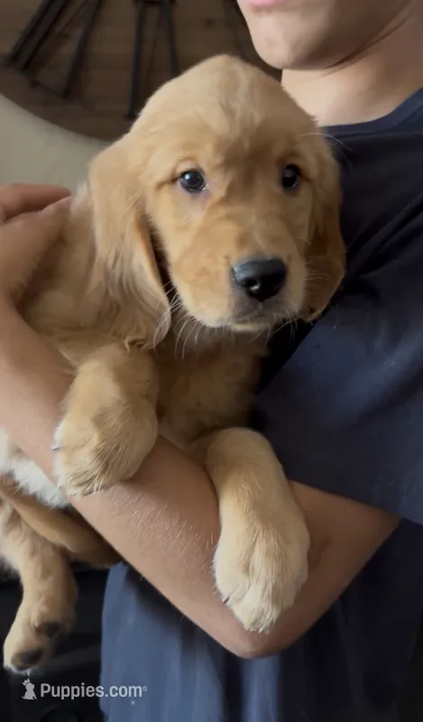 Joe – Golden Retriever puppy for sale in Ceres, CA