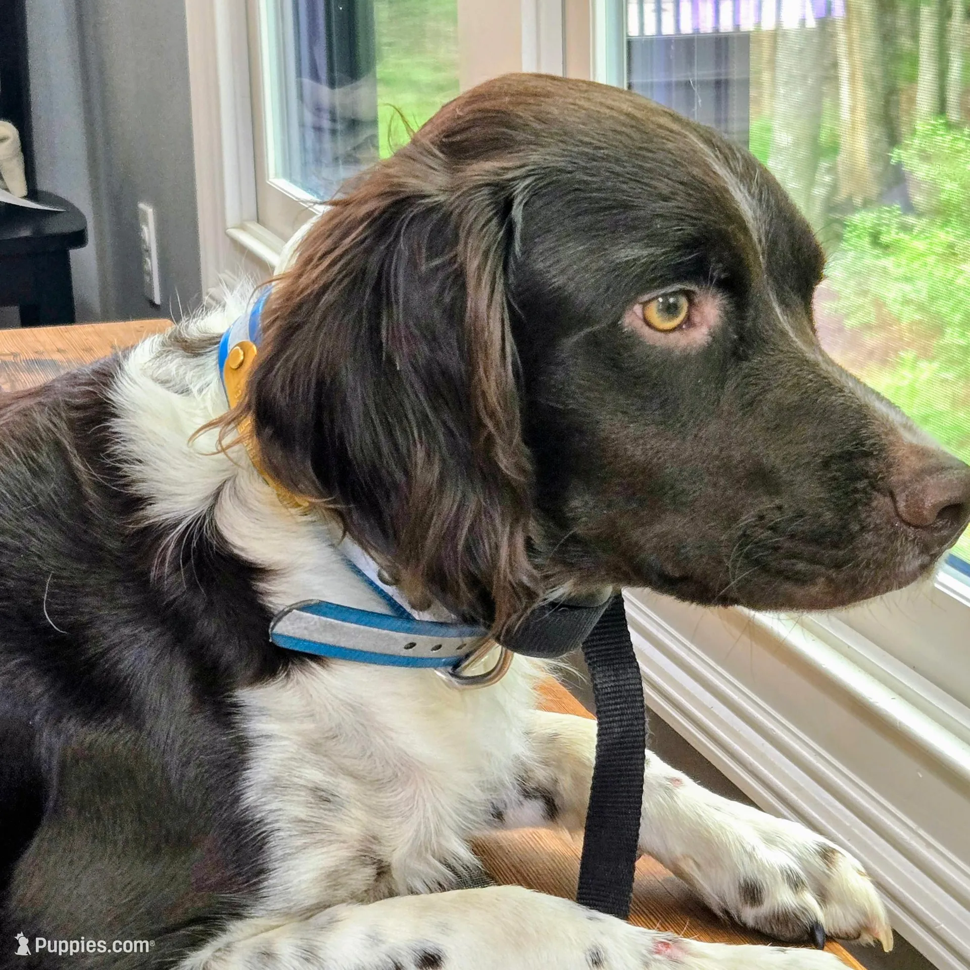 Echo, a female Brittany for sale in York, SC – Photo 5 of 6