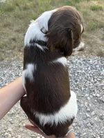 Echo, a female Brittany for sale in York, SC – 2 of 10
