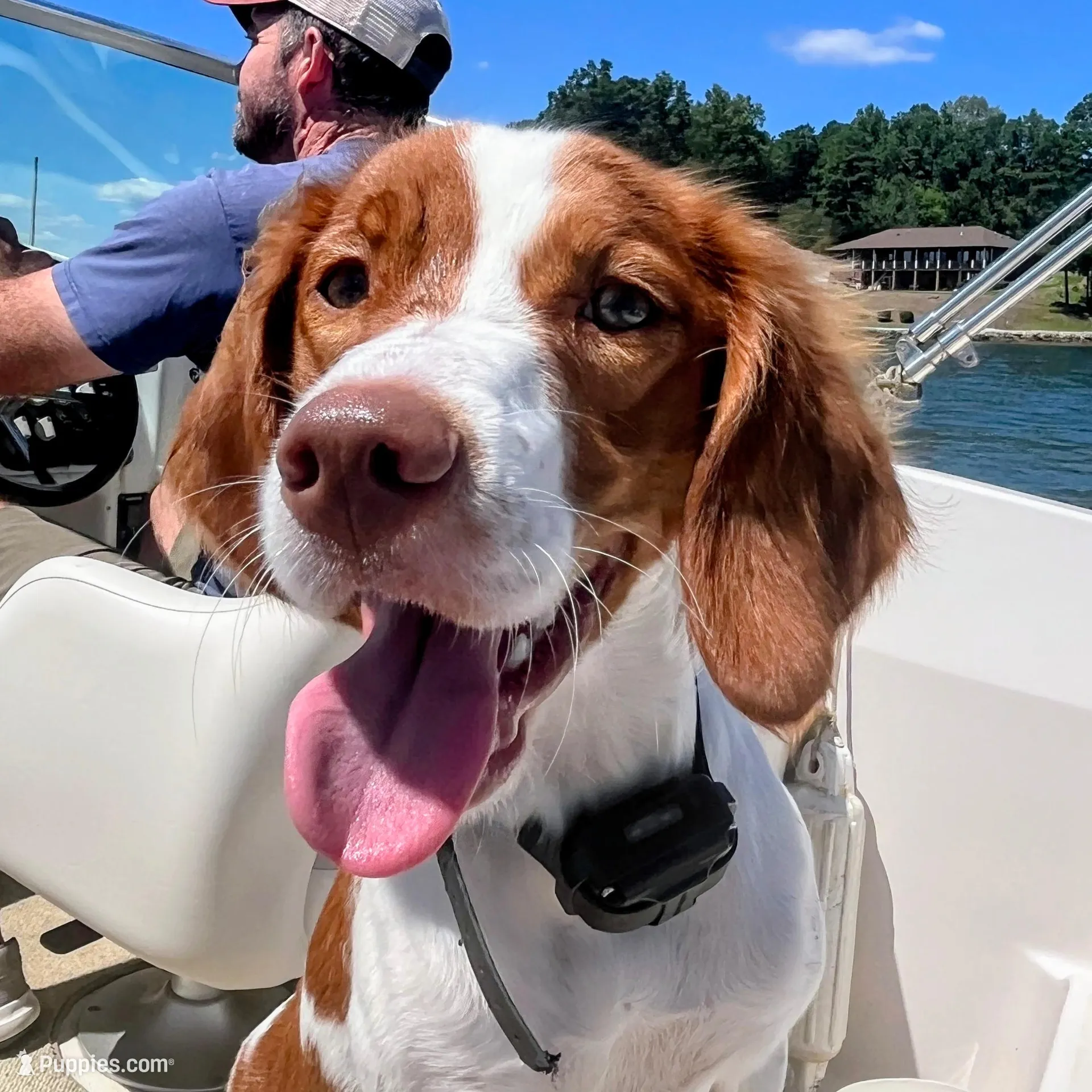 Echo, a female Brittany for sale in York, SC – Photo 3 of 6