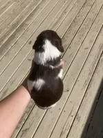 Echo, a female Brittany for sale in York, SC – 5 of 10