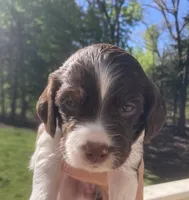 Echo, a female Brittany for sale in York, SC – 4 of 10