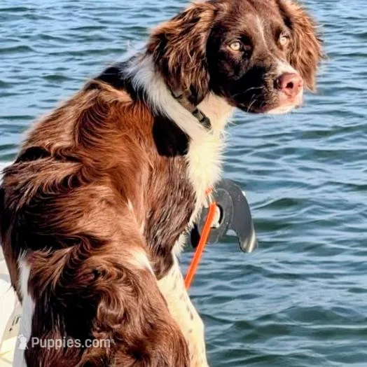 Echo, a female Brittany for sale in York, SC – Photo 2 of 6