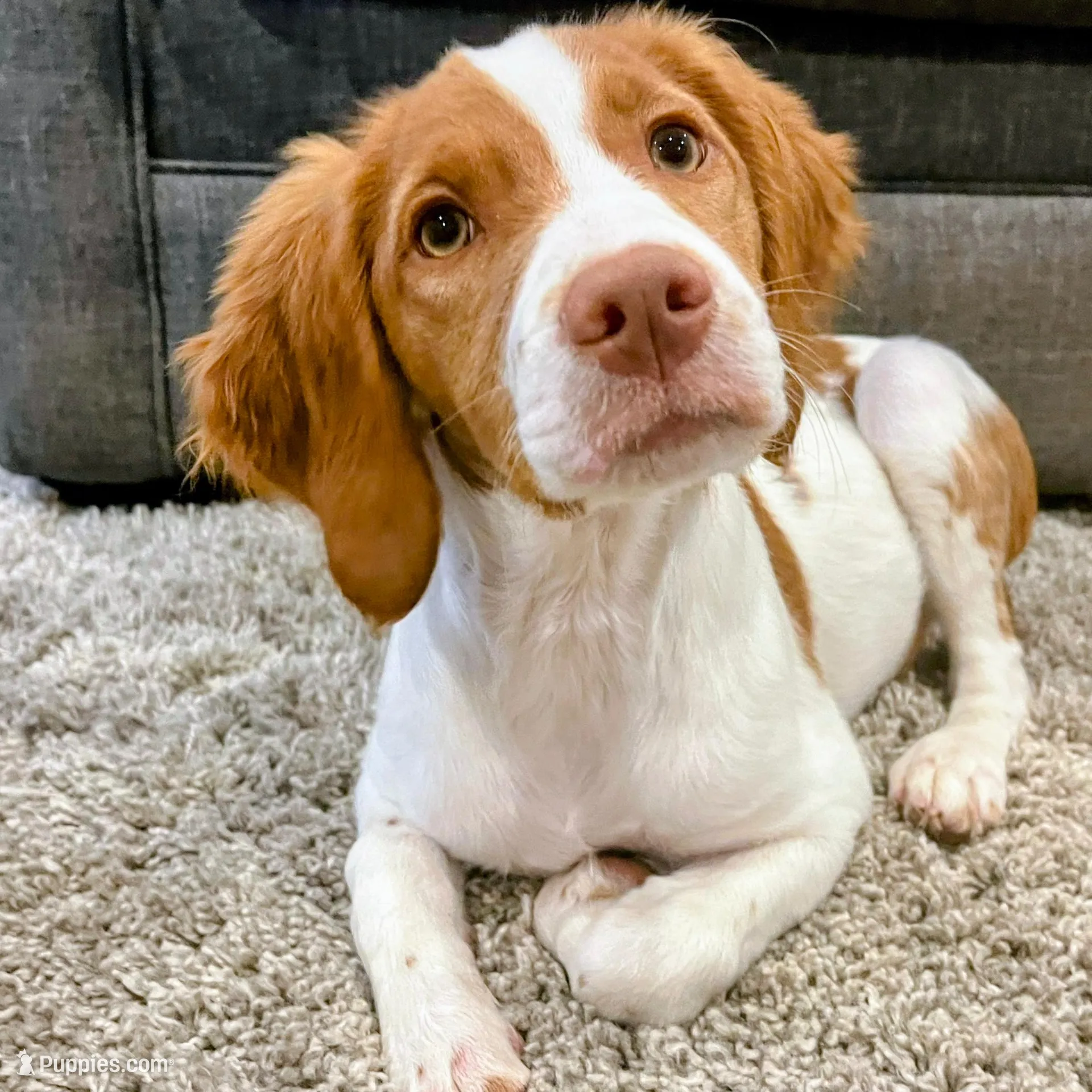 Echo, a female Brittany for sale in York, SC – Photo 4 of 6