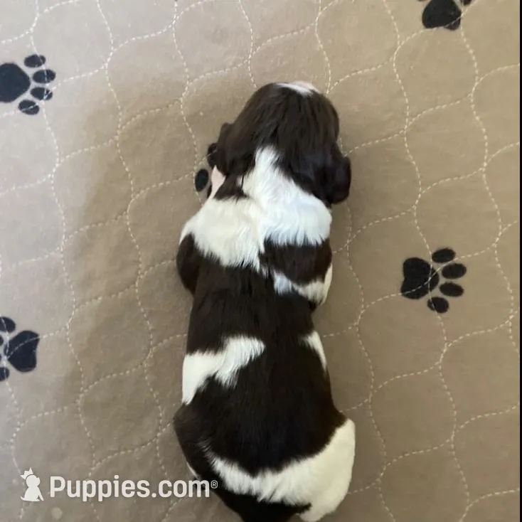 Echo – Brittany puppy for sale in York, SC