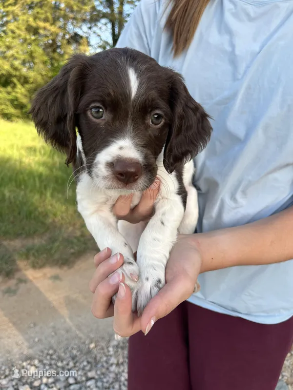 Echo – Brittany puppy for sale in York, SC