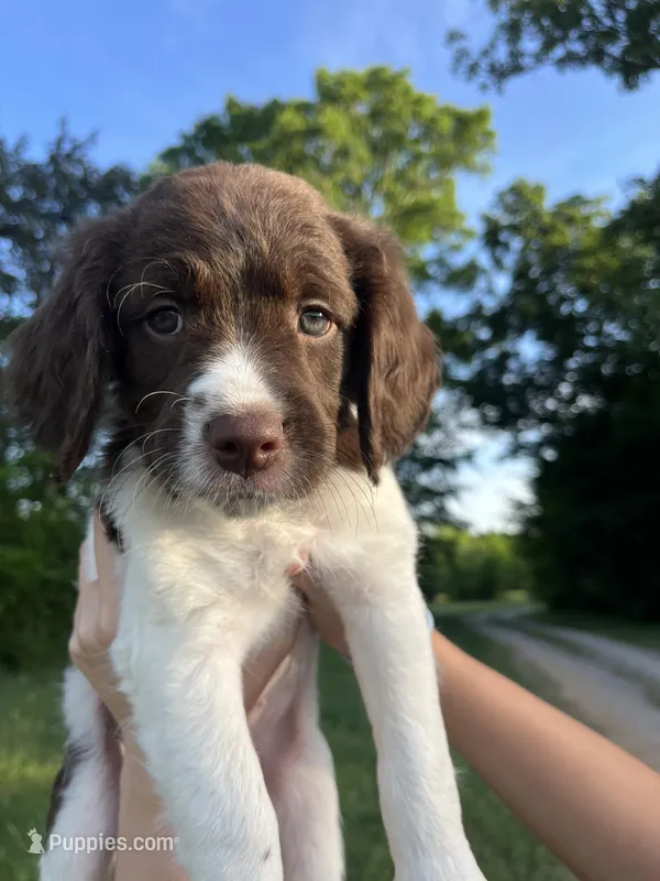 ZULU – Brittany puppy for sale in York, SC