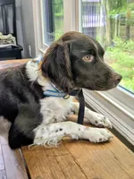 ZULU, a female Brittany for sale in York, SC – Photo 5 of 6