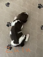 ZULU, a female Brittany for sale in York, SC – Photo 1 of 6