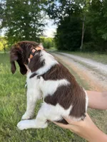 ZULU, a female Brittany for sale in York, SC – 2 of 10