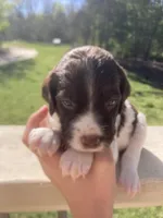 ZULU, a female Brittany for sale in York, SC – 5 of 10