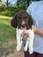 Oscar, a male Brittany for sale in York, SC – 2 of 10