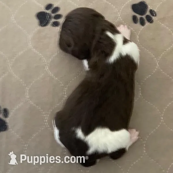 Oscar – Brittany puppy for sale in York, SC