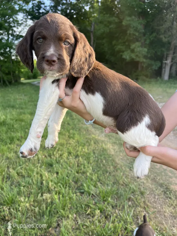 Oscar – Brittany puppy for sale in York, SC