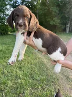 Oscar, a male Brittany for sale in York, SC – 1 of 10