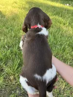 Oscar, a male Brittany for sale in York, SC – 3 of 10
