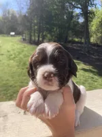 SIERRA, a female Brittany for sale in York, SC – 4 of 10
