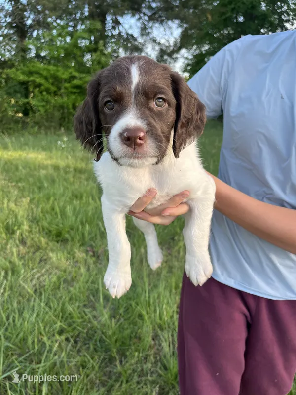SIERRA – Brittany puppy for sale in York, SC