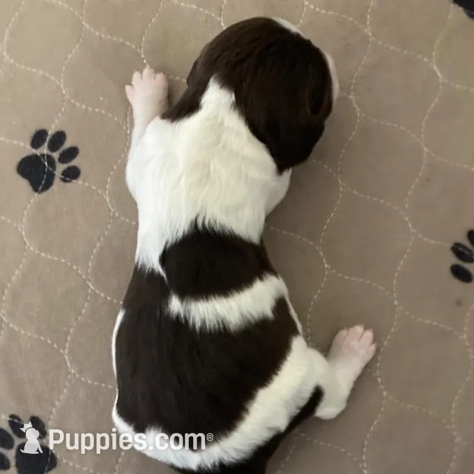 Sierra – Brittany puppy for sale in York, SC